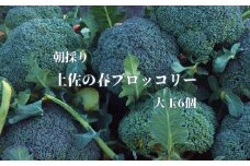 朝採り！土佐の春ブロッコリー（大玉6個）春野菜 ブロッコリー やさい  栄養 健康 ビタミンC おいしい 美味しい レシピ付き おかず お弁当 サラダ 料理 ギフト 贈答 国産【R00133】