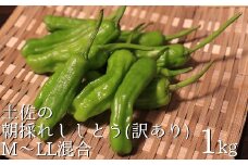 訳あり 土佐のししとう １kg（サイズ混合）野菜炒め 天ぷら 夏野菜 シシトウ【R01329】