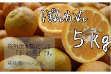 【R8年発送】＜訳あり＞ 早川農園のぽんかん（５kg）デコポンの親 みかん 柑橘 フルーツ  果実 果物 くだもの デザート ジュース 5キロ 訳アリ わけあり ワケアリ 不知火 しらぬい 果汁 甘い【R01380】
