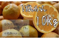 【R8年発送】＜訳あり＞早川農園のぽんかん（10kg）デコポンの親 みかん ミカン 果物 果実 柑橘 ポンカン フルーツ おやつ デザート 甘い おいしい ワケアリ 家庭用 ご自宅用【R01381】