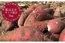 先行予約　サツマイモ（紅はるか）５ｋｇ　農薬化学肥料不使用　（洗い）【R00163】