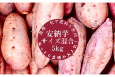 先行予約　サツマイモ（安納芋）５ｋｇ　農薬化学肥料不使用　（洗い）【R00228】