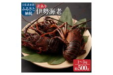 【訳あり】天然・伊勢海老　約500g（1匹～3匹入り）海鮮BBQ 甲殻類 えび エビ 伊勢えび イセエビ 刺身 お刺身 鍋 お味噌汁 グラタン 海鮮 魚介類 海の幸【R01247】