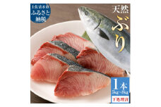【令和８年３月発送】土佐清水産天然ぶり まるごと１本（5kg～8kg）鰤 ブリ 鮮魚 一匹 下処理あり（内臓除去済）【※着日指定不可※】ぶり大根 刺身 ぶりしゃぶ 天然【R00874】