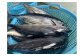 一本一本釣り上げた高鮮度・高品質・脂ののった鰹