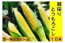  朝採り直送スイートコーン １０本（3～3.5kg) 【2024年分先行予約】ゴールドラッシュ とうもろこし 黒潮の恵 産地直送 とうきび 野菜 甘い おいしい 朝採り 送料無料【R00880】