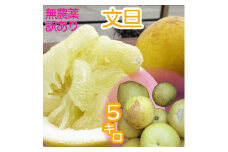訳あり 文旦 ５キロ 農薬不使用 熟成 柑橘 みかん 果物 果実 サイズ混合 不揃い ぶんたん ブンタン ザボン おやつ デザート 甘い 美味しい ご自宅用 高知 土佐名物 フルーツ【R00896】