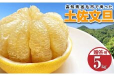 先行予約 太陽の恵みをいっぱい受けて育った土佐文旦 贈答用 5kg 5キロ 3L～4L 柑橘 フルーツ ミカン ぶんたん ブンタン 果物 くだもの ギフト プレゼント【R01137】