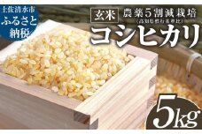 玄米 コシヒカリ 5kg 5キロ 先行予約 令和7年8月中旬以降順次発送予定 お米 おこめ 米 こめ ごはん 飯 こしひかり ブランド米 農薬5割減栽培 おいしい 国産 土佐清水産 送料無料 高知県 土佐清水市 故郷納税 返礼品 高知【R01395】
