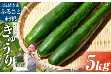 令和７年11月発送予定　きゅうり 5kg 5キロ キュウリ 野菜 新鮮 サラダ 漬物 浅漬け ぬか漬け 酢の物 炒め物 健康 高知県 土佐清水市 夏野菜【R01452】