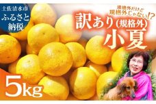 R8.4月中旬以降発送 規格外だけど規格外じゃない!? 訳あり 小夏 ５kg 日向夏 みかん ミカン 柑橘 フルーツ 果物 果実 こなつ コナツ ﾆｭｰｻﾏｰｵﾚﾝｼﾞ おいしい 美味しい ワケアリ 自宅用 ご家庭用 高知県 井村農園【R01487】