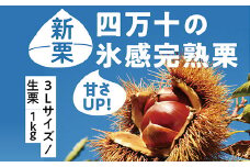 【※ご好評につき令和6年度は終了いたしました】24-591．【早期受付・数量限定】甘さＵＰ！贅沢四万十の氷感熟成栗（大粒3Lサイズ/生栗）約1kg【2024年11月上旬～12月下旬発送】