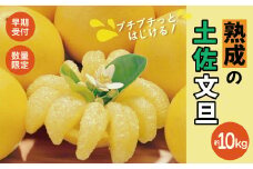 【早期受付・数量限定】熟成の土佐文旦10kg 家庭用 予約 先行 先行受付 早期 早期受付 数量限定 2026年配送 家庭用 10kg 大人気 リピーター 限定 国産 フルーツ 果物 旬 文旦 ぶんたん ブンタン 土佐文旦 柑橘 柑橘類 オススメ 四万十市 四万十 しまんと 高知県 高知 南国 土佐 四国 産地直送 農家直送 お取り寄せ 送料無料 【2026年2月下旬より発送】25-552