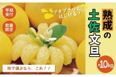 【早期受付・数量限定】熟成の土佐文旦10kg 家庭用 予約 先行 先行受付 早期 早期受付 数量限定 2026年配送 家庭用 10kg 大人気 リピーター 限定 国産 フルーツ 果物 旬 文旦 ぶんたん ブンタン 土佐文旦 柑橘 柑橘類 オススメ 四万十市 四万十 しまんと 高知県 高知 南国 土佐 四国 産地直送 農家直送 お取り寄せ 送料無料 【2026年2月下旬より発送】25-552