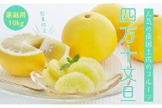 【ご好評につき令和5年度は終了いたしました】23-782．【早期受付・期間限定・数量限定】太陽をたっぷり浴びた四万十文旦10kg（家庭用）【配送時期：2024年2月下旬～3月上旬】
