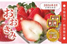 【 早期受付 数量限定 】 苺 の貴婦人 おおきみ レギュラー 4パック フルーツ 果物 いちご イチゴ ストロベリー 高級 人気 大粒 プレミアム 限定品 高知県 高知 四万十市 四万十 しまんと お取り寄せ 【2026年2月より順次発送予定】25-773