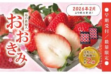 【 早期受付 数量限定 】 苺 の貴婦人 おおきみ 化粧箱 2箱 贈答 ギフト フルーツ 果物 いちご イチゴ ストロベリー 高級 人気 大粒 プレミアム 限定品 高知県 高知 四万十市 四万十 しまんと お取り寄せ 【2026年2月より順次発送予定】25-774