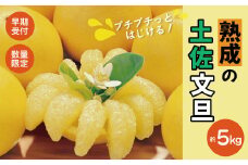 【早期受付・数量限定】熟成の土佐文旦5kg 家庭用 予約 先行 先行受付 早期 早期受付 数量限定 2026年配送 家庭用 5kg 大人気 リピーター 限定 国産 フルーツ 果物 旬 文旦 ぶんたん ブンタン 土佐文旦 柑橘 柑橘類 オススメ 四万十市 四万十 しまんと 高知県 高知 南国 土佐 四国 産地直送 農家直送 お取り寄せ 送料無料 【2026年2月下旬より発送】25-551