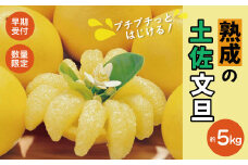 【早期受付・数量限定】熟成の土佐文旦5kg 家庭用 予約 先行 先行受付 早期 早期受付 数量限定 2026年配送 家庭用 5kg 大人気 リピーター 限定 国産 フルーツ 果物 旬 文旦 ぶんたん ブンタン 土佐文旦 柑橘 柑橘類 オススメ 四万十市 四万十 しまんと 高知県 高知 南国 土佐 四国 産地直送 農家直送 お取り寄せ 送料無料 【2026年2月下旬より発送】25-551