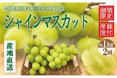 シャインマスカット 2房 約 1kg 種なし 早期受付 2025年収穫 秋 旬 おすすめ オススメ 人気 ジューシー 新鮮 産地直送 厳選 数量限定 高知 高知県 四万十市 四万十 しまんと 葡萄 ぶどう ブドウ フルーツ 果物 くだもの マスカット 予約 25-900
