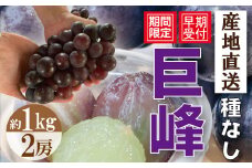 【※ご好評につき、令和4年度は終了いたしました】22-901．【先行受付・数量限定】種なし四万十市産巨峰２房(約１ｋｇ)【2022年8月下旬～9月上旬発送】
