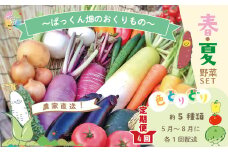 【※ご好評につき令和6年度は終了いたしました】24-057．【早期受付】【4回定期便】とれたて新鮮！ぱっくん畑のおくりもの～農家直送！春・夏野菜セット（約5種類）～【2025年5月～8月まで毎月1回発送】