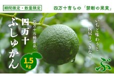 【早期受付 期間限定 数量限定】 四万十市特産品 すっきりとした酸味と上品な香り 四万十ぶしゅかん 青玉 1.5kg 特産 国産 フルーツ 果物 旬 ぶしゅかん ブシュカン 仏手柑 柑橘 高知 四万十市 四万十 しまんと 産地直送【発送時期：2025年8月下旬～9月末】25-527