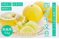 【※ご好評につき令和6年度は終了いたしました】24-781．【早期受付・期間限定・数量限定】太陽をたっぷり浴びた四万十文旦5kg（家庭用）【配送時期：2025年2月下旬～3月上旬】