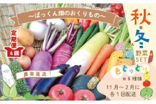 【 早期受付 4回定期便 】 とれたて 新鮮 ！ぱっくん畑のおくりもの 農家直送 秋・冬 野菜セット 約5種類 国産 野菜 やさい ベジタブル 先行 予約 高知県 高知 しまんと 四万十市 野菜便 限定 お取り寄せ 秋野菜 冬野菜 【2025年11月～2026年2月まで毎月1回配送】25-055