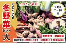 【 早期受付 数量限定 】 とれたて 新鮮 農家直送 アグリユウベの冬野菜セット (大) 国産 野菜セット 野菜便 やさい 野菜 冬野菜 ベジタブル 産地直送 国産 旬 高知県 四万十市 四万十 しまんと 【2025年11月中旬～2026年2月下旬に１回発送】25-761