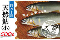 R5-775．四万十川の天然鮎(小)500ｇ(約6～9匹)