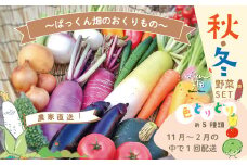 【 早期受付 】 とれたて 新鮮 ！ぱっくん畑のおくりもの 農家直送 秋・冬 野菜セット 約5種類 国産 野菜 やさい ベジタブル 先行 予約 高知県 高知 しまんと 四万十市 野菜便 詰め合わせ 限定 お取り寄せ 秋野菜 冬野菜 【2025年11月～2026年2月の間に1回配送】25-054
