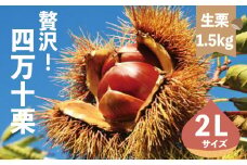 【 期間限定 数量限定 】 新栗 贅沢 四万十栗 2Lサイズ 約1.5kg 生栗 栗 くり マロン 秋 フルーツ 果物 おやつ 焼き栗 栗ご飯 栗きんとん 甘露煮 高知 高知県 四万十 四万十市 しまんと 【2025年10月上旬～下旬発送】25-577