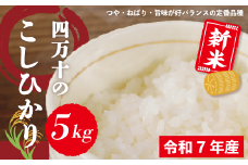 米 5kg 【 新米 令和7年産 】 四万十 の こしひかり 国産 1等米 予約 コシヒカリ 精米 お米 白米 ごはん ご飯 おいしい ふっくら もちもち 高知県 高知 四万十市 しまんと 土佐【2025年9月より順次配送】25-148