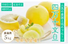 四万十 文旦 家庭用 5kg 早期受付 期間限定 数量限定 人気 ぶんたん 土佐文旦 ブンタン 冬 旬 限定 国産 フルーツ 果物 柑橘 高知 四万十 しまんと お取り寄せ 産地直送 【配送時期：2026年2月下旬～3月上旬】25-781