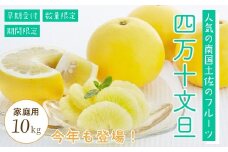 四万十 文旦 家庭用 10kg 早期受付 期間限定 数量限定 人気 ぶんたん 土佐文旦 ブンタン 冬 旬 限定 国産 フルーツ 果物 柑橘 高知 四万十 しまんと お取り寄せ 産地直送 【配送時期：2026年2月下旬～3月上旬】25-782