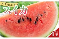 スイカ 大玉 1玉 【2026年5月下旬より順次配送】 先行予約 【ブランドスイカ】 ルナ・ピエナスイカ 高糖度 大玉 スイカ 西瓜 甘い 人気 スイカ2026 〈ざわつく！金曜日〉で話題！ 空中立体栽培で太陽の愛情をたっぷり受けた - ルナピエナ スイカ 贈り物 プレゼント のし 果物 フルーツ大好き 1万円以上 10000円以上 すいか 果実 yu-0010