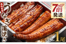 うなぎ 蒲焼き 国産 120g 1尾 鰻 うなぎ蒲焼 おいしい 冷凍 無頭 セット うなぎ屋きた本 ウナギ 鰻 うなぎ大好き 夕飯 贅沢 ご褒美 贈り物 贈答 お礼 惣菜 魚介 加工品 加工食品 おかず お手軽 冬うなぎ 7日程度 un-0013