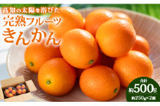 【平均糖度18度】きんかん 金柑 合計500g（250g×2パック） 高知の太陽を浴びた完熟フルーツきんかん 先行受付- 果物 フルーツ 金柑 柑橘 期間限定 数量限定 ku-0048