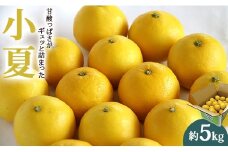 【2026年3月より順次配送】【贈答用】小夏(日向夏) 高知県 5kg 甘酸っぱさがギュッと詰まった - 果物 柑橘 フルーツ くだもの ひゅうがなつ 甘酸っぱさがギュッと詰まった ニューサマーオレンジ 高知県 香南市 ku-0049