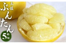 文旦 5kg 高知 土佐文旦 5kg (2L～4Lサイズ) 先行予約 【2026年２月～3月末発送】 期間限定 間城農園 - 高知産 土佐文旦 柑橘 フルーツ 文旦 ぶんたん ブンタン 果物 ms-0065