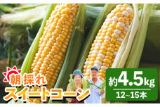 朝採れスイートコーン 4.5kg (12～15本) - 野菜 とうもろこし とうきび トウキビ BBQ キャンプ 旬 おやつ 特産品 数量限定 季節限定 期間限定 sg-0006
