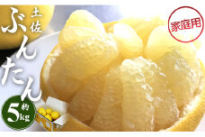 文旦５ｋｇ 大玉 高知 家庭用 高知 高知県 土佐文旦 (2L～4Lサイズ) 高知 先行予約 期間限定 間城農園 - 柑橘類 果物 くだもの フルーツ ぶんたん ブンタン おいしい 送料無料 高知県 香南市 ms-0079