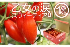 ミニトマト 高糖度 1kg フルーツトマト 先行受付 乙女の涙 スウィーティア - 野菜 やさい プチトマト 贈答 ギフト のし対応 糖度高め おやつ 夜食 トマト好き is-0016
