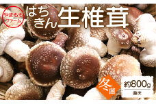 しいたけ 椎茸 やまももファーム椎茸 冬菌はちきん生椎茸(菌床)約800g - しいたけ きのこ キノコ 野菜 国産 yo-0013