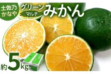 【数量限定】土佐乃かなや マルチ グリーンみかん 約5kg - ミカン 蜜柑 柑橘 果実 果物 フルーツ 送料無料 のし 熨斗 酸味 甘い ジューシー みずみずしい 果汁 爽やか be-0061