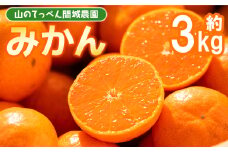 みかん 3kg 山のてっぺん間城農園のみかん3kg - フルーツ 果物 柑橘 みかん フルーツ 柑橘 期間限定 ms-0045