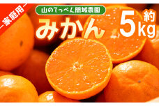 みかん 5kg 家庭用 訳あり 温州山のてっぺん間城農園のみかん  - フルーツ 柑橘 みかん 数量限定 期間限定 果物 くだもの ms-0074