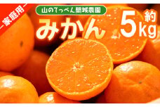 みかん 5kg 家庭用 訳あり 温州山のてっぺん間城農園のみかん  - フルーツ 柑橘 みかん 数量限定 期間限定 果物 くだもの ms-0074