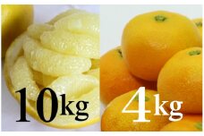 【柑橘定期便】間城農園みかん4kg(1回目)・土佐文旦10kg(2回目) - 果物 フルーツ お楽しみ おすそ分け 送料無料 間城農園 高知県 香南市 Wms-0057